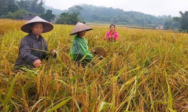 Văn hóa ẩm thực mang tính cộng đồng của người Tày, Nùng Cao Bằng - Báo Cao Bằng điện tử